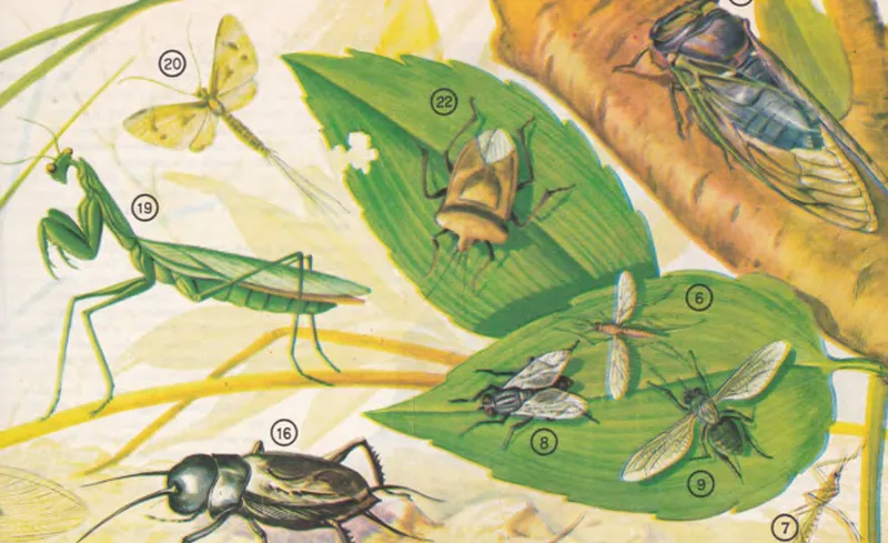 Hortumlu böcekler